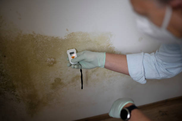 Best Mold Cleaning Services  in Chualar, CA