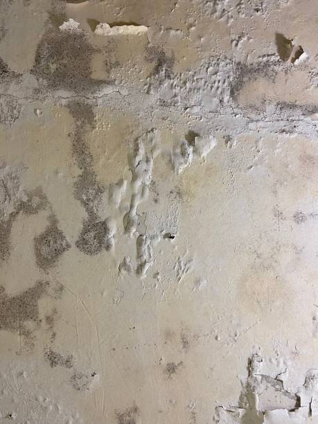 Best Black Mold Removal  in Chualar, CA