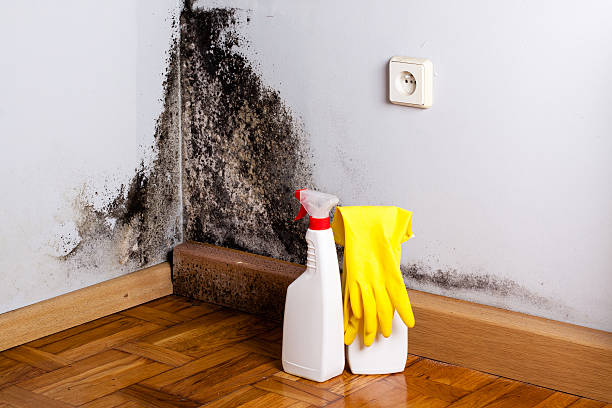 Best Certified Mold Removal  in Chualar, CA